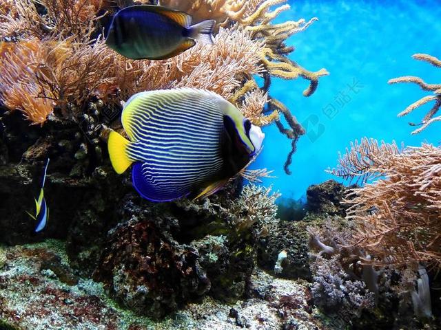 珊瑚 鱼 水下 水族馆 水 观赏鱼 异国情调 外来鱼类