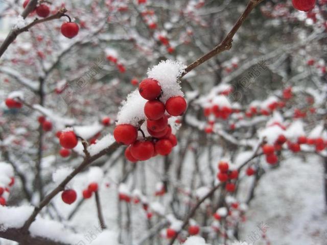 红色植物果实山楂冬季积雪大自然景观美丽衬托背景图片