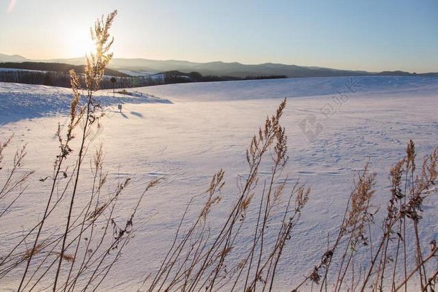 景点景观日本北海道冬季湖面积雪白茫茫芦苇空旷背景图片