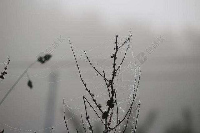 蛛网 秋季 雾 蜘蛛网 露水 珠绣 潮湿 MORGENTAU