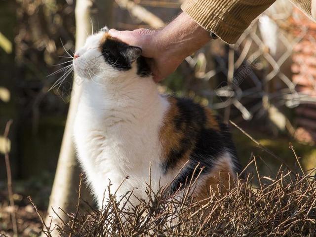 猫 温柔呵护 动物 感情