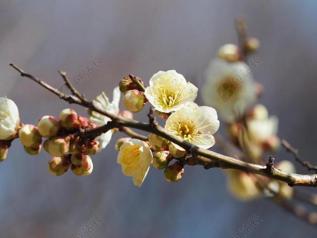 植物树木开花鲜花冬季梅花开放枝条花苞多背景图片