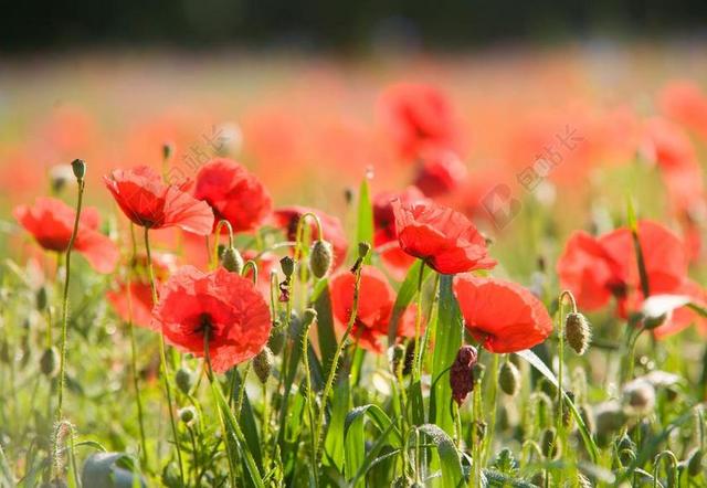 罂粟花田 罂粟 KLATSCHMOHN 鲜花 字段 景观 红色