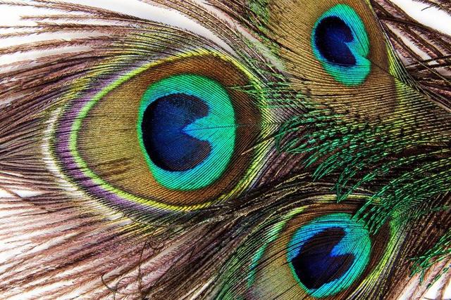 孔雀羽毛 结构 基金 孔雀 PAVO CRISTATUS