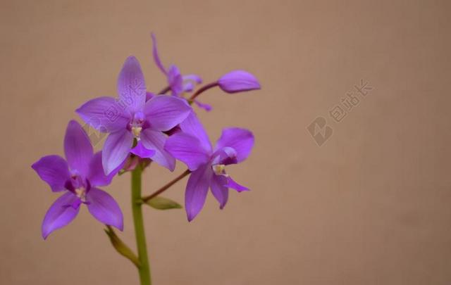 鲜花 兰花 植物 植物区系 多彩 自然 粉红色 特写
