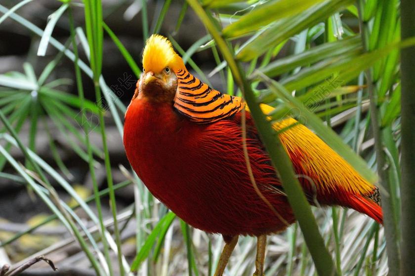 红腹锦鸡 异国情调 鸟 飞 翅膀 羽毛 野生动物 鸟嘴 野生