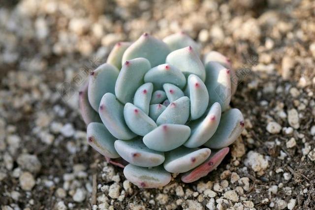 一种肉质植物 肉质 在这 仙人掌 花园 鲜花 植物 花卉园