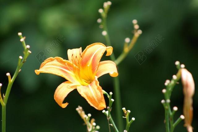 百合 野生 橙色 黄色 一天 花 季节 花园 夏天 绿色