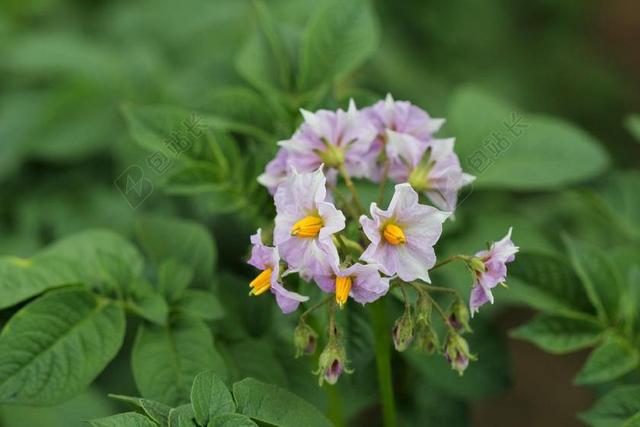 土豆花 花瓣 雄蕊 花 植物 黄色 罗莎 性质 鲜花 开花
