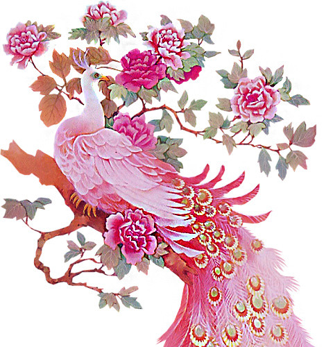 中国风红色手绘孔雀插画素材