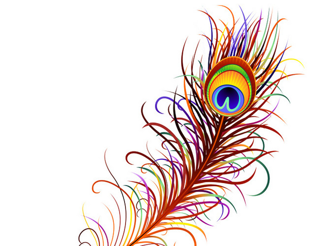 彩色孔雀羽毛插画素材
