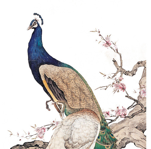 中国风手绘孔雀插画素材
