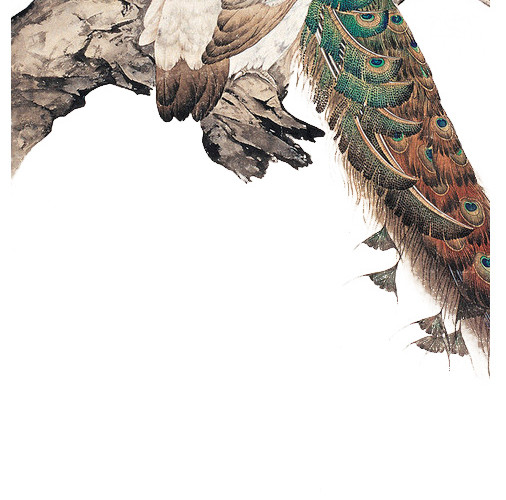 中国风手绘孔雀插画素材