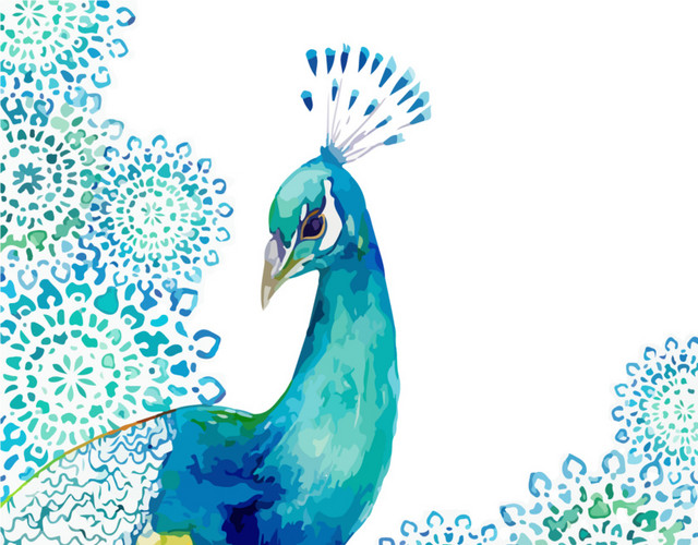 手绘水彩美丽孔雀插画素材