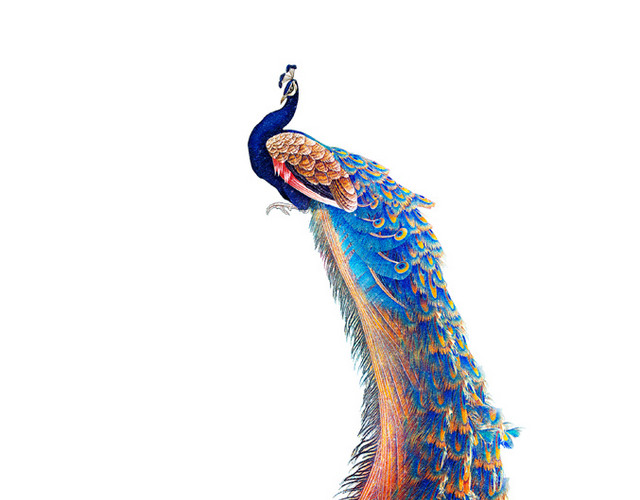 绚丽孔雀手绘插画