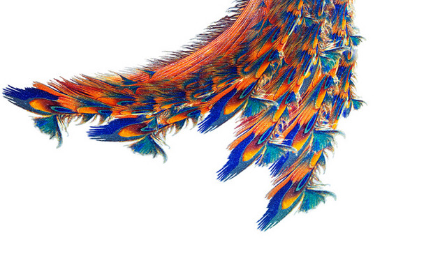绚丽孔雀手绘插画