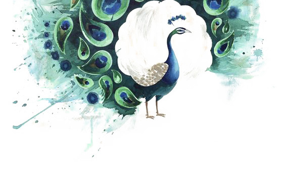 绚丽孔雀手绘插画素材