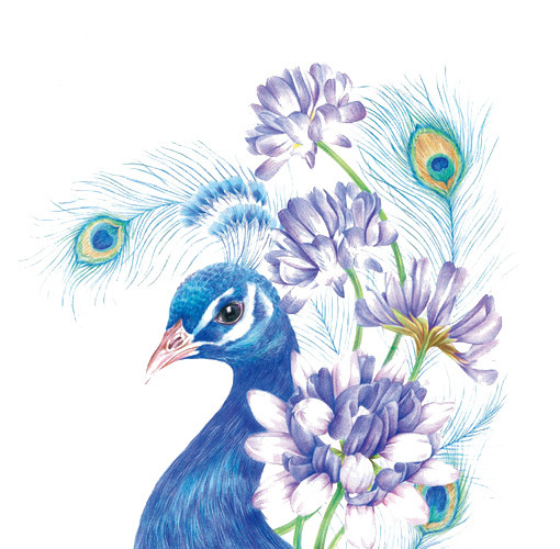 孔雀水彩插画手绘素材