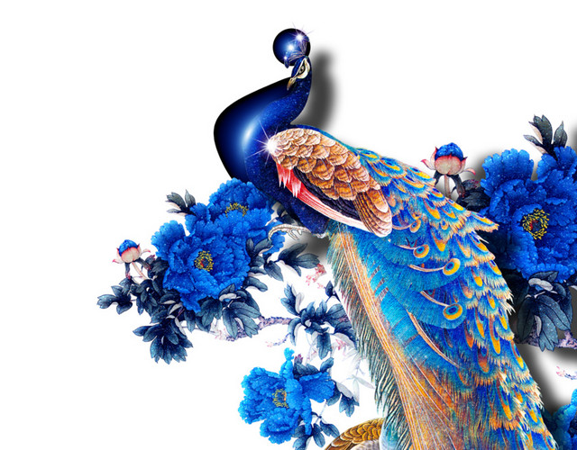 绚丽孔雀手绘插画背景素材