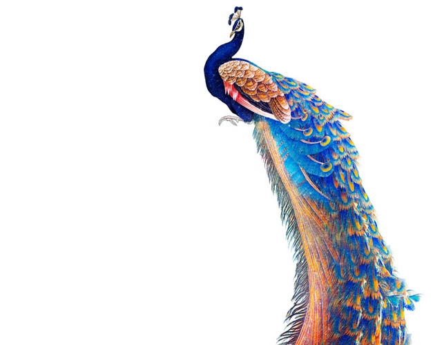 绚丽长尾巴孔雀手绘插画素材