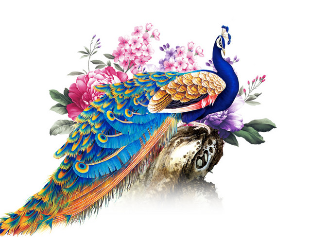 绚丽孔雀花朵手绘插画