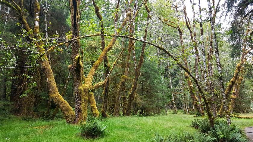 雨林 奥运 美国