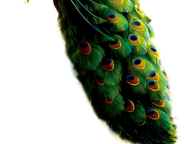 两只孔雀手绘插画素材