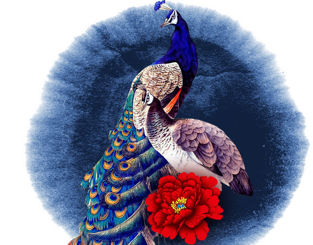 绚丽孔雀手绘插画装饰素材