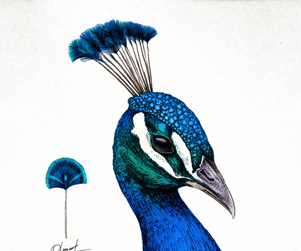 绚丽孔雀头部手绘插画