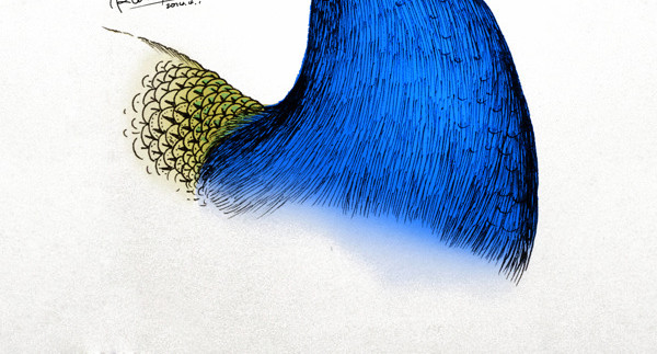 绚丽孔雀头部手绘插画