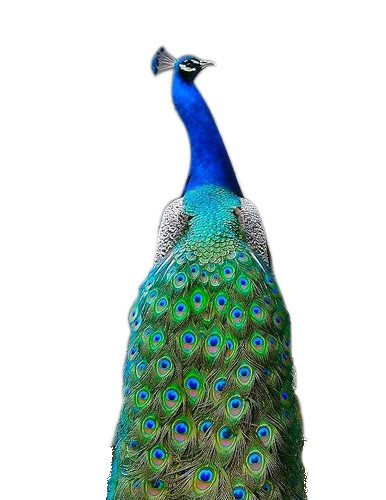 绚丽孔雀背影手绘插画素材