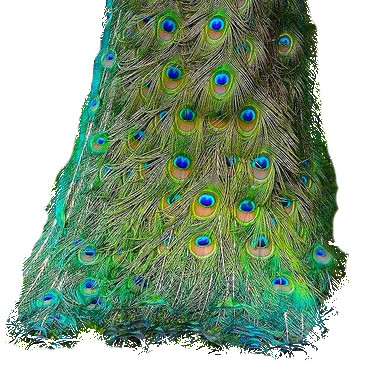 绚丽孔雀背影手绘插画素材