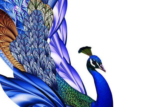 绚丽蓝色孔雀手绘插画素材