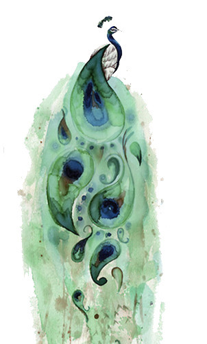 绚丽孔雀手绘水彩插画