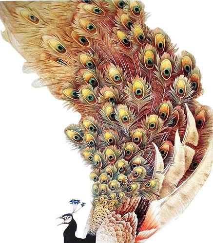 绚丽中国风孔雀手绘插画素材