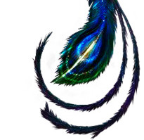 手绘高傲孔雀插画素材