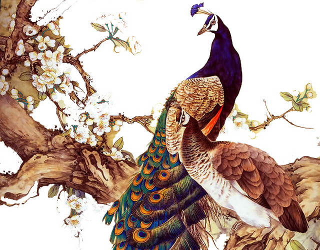 绚丽孔雀手绘古风插画素材