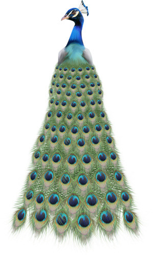 手绘孔雀背影插画素材