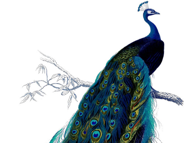 孔雀树枝站立手绘插画素材