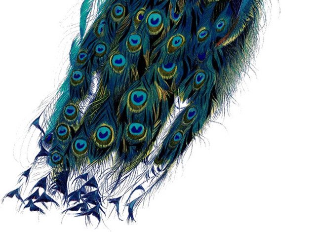 孔雀树枝站立手绘插画素材
