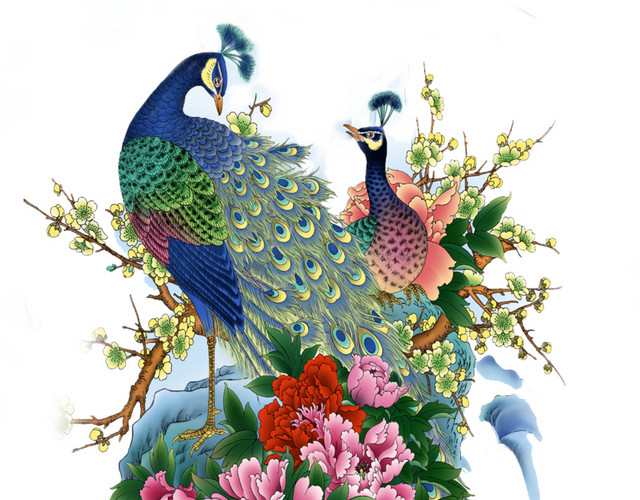 绚丽孔雀手绘插画素材