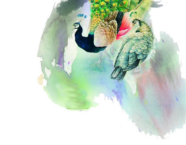 绚丽孔雀手绘水彩插画素材