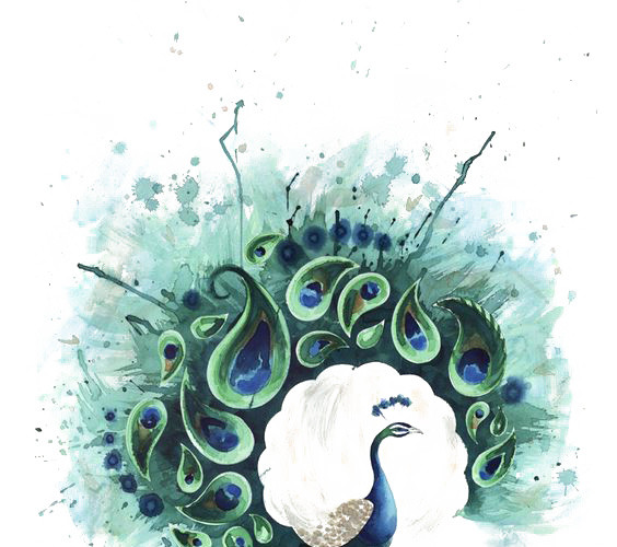 绚丽孔雀手绘插画素材