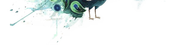 绚丽孔雀手绘插画素材