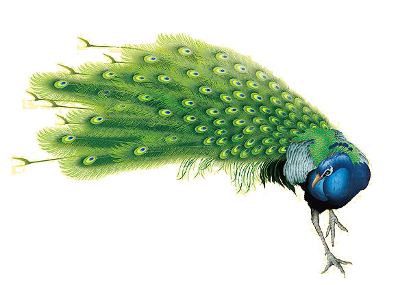 手绘孔雀插画素材设计