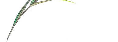 手绘孔雀尾巴羽毛插画素材