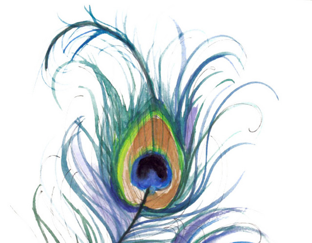 手绘孔雀羽毛插画