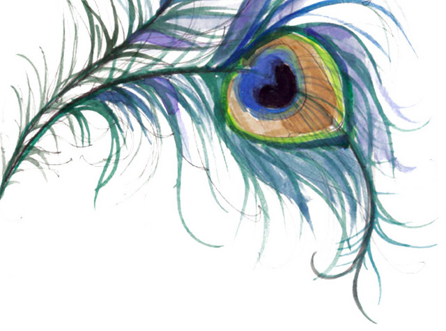 手绘孔雀羽毛插画