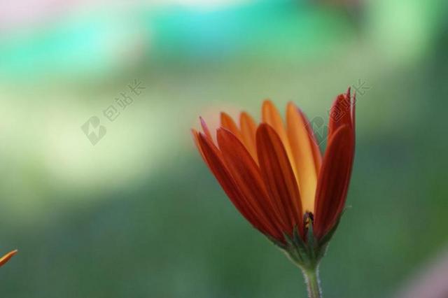 雏菊 橙色 多彩 开花 盛开 非洲雏菊 春天的花朵 春 花的