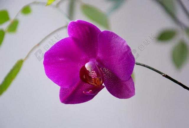 紫色植物唯美美丽的紫色兰花背景图片